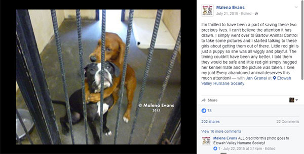 “Amigas”, cachorras se abraçam antes da eutanásia e momento emocionante salva suas vidas