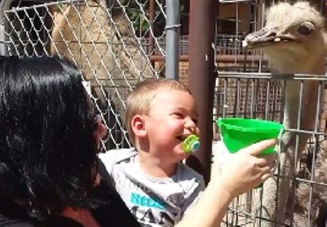 Vídeo de garotinho gargalhando ao ver sua mãe alimentar um avestruz faz sucesso na internet; assista