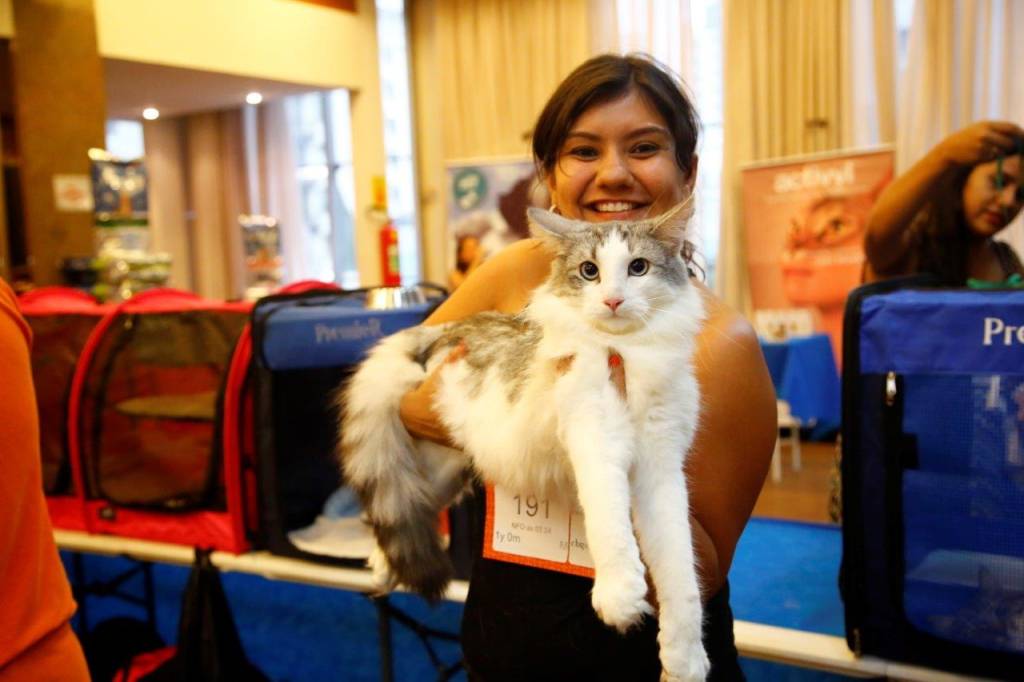 Exposição de gatos na Avenida Paulista