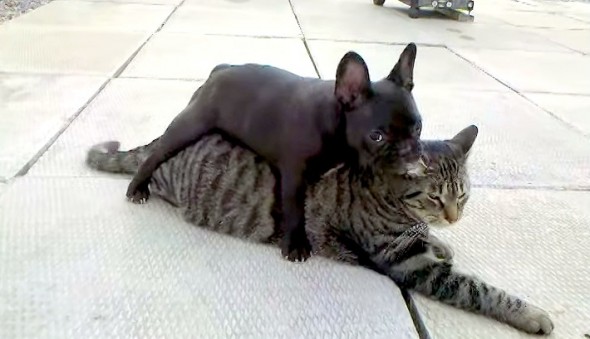 Vídeo: buldogue francês adora atacar seu amigo gato