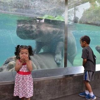 Oito pugs que sabem aproveitar um dia de sol