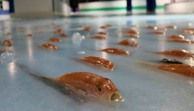 A ideia era que os patinadores sentissem que estavam deslizando no oceano (Fotos: Reprodução Facebook)