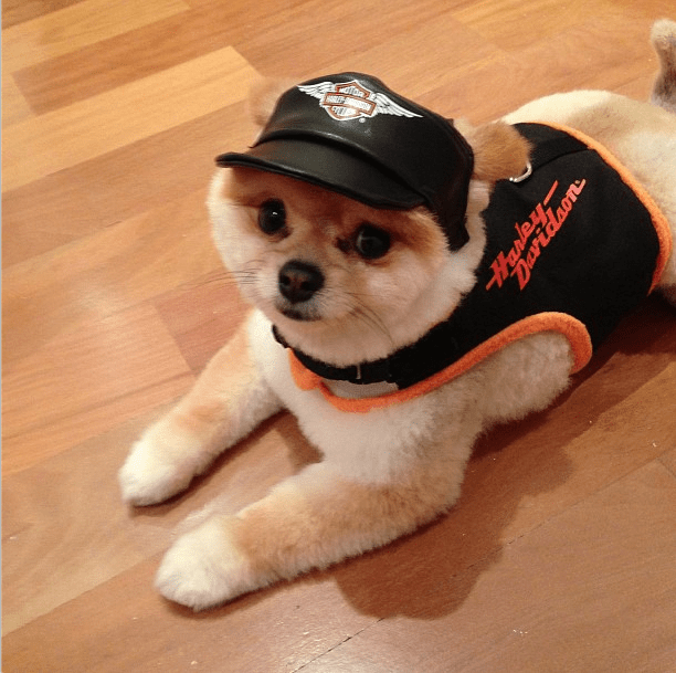 Os melhores cliques de Paçoca, mascote de Celso Zucatelli