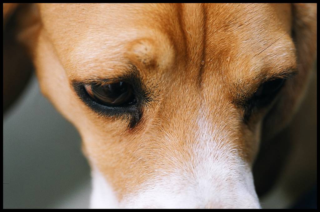 Dez informações que você precisa saber sobre os beagles do Instituto Royal e os testes em animais