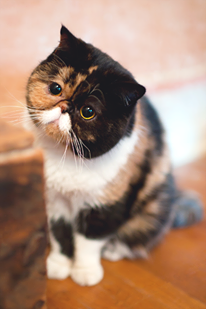 Pudge, a gata bigoduda que faz sucesso na internet