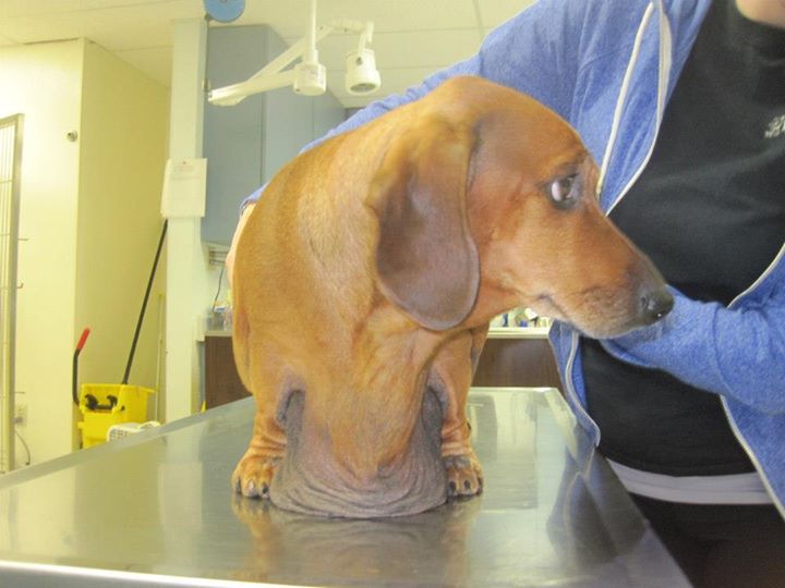 Conheça a história de superação de Obie, o daschund obeso que pesava 35 quilos e conseguiu perder 22 deles