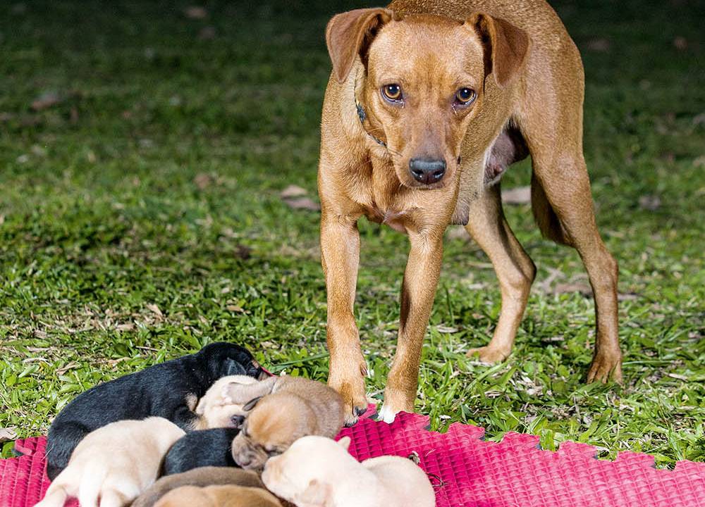 Animais abandonados cachorro filhotes