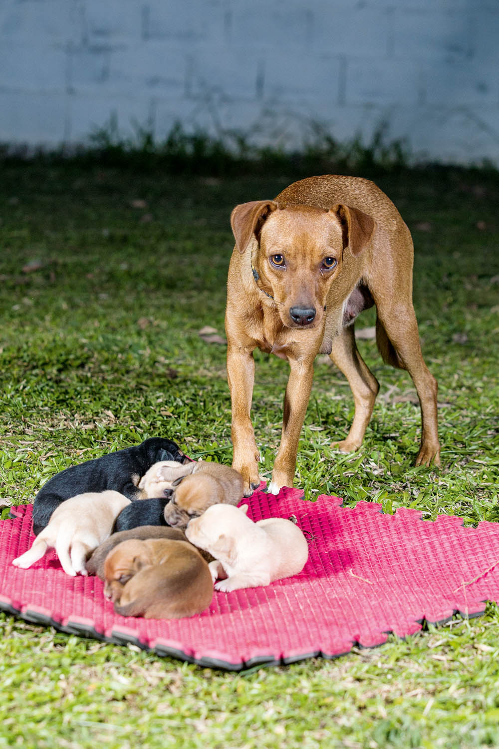 Animais abandonados cachorro filhotes