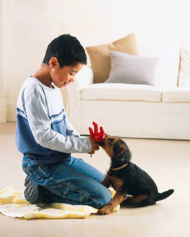 Convivendo com o melhor amigo: risco de alergias