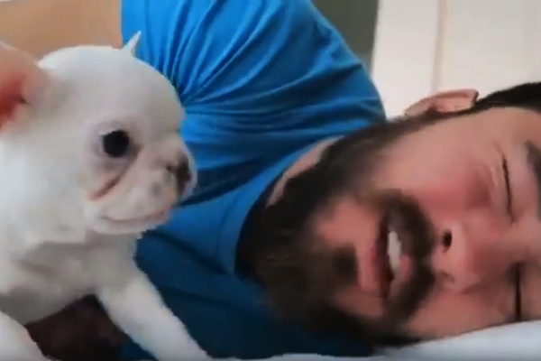 Este filhotinho de buldogue francês é o despertador perfeito para manhãs difíceis