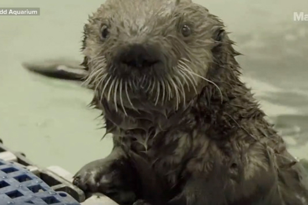 Vídeos que registram chegada de filhote de lontra órfã em seu novo lar fazem sucesso na internet