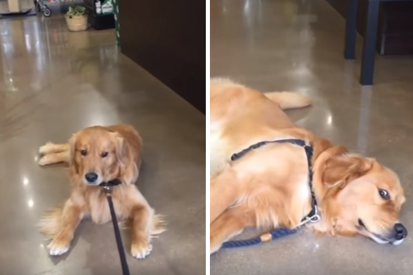 Em vídeo, mascote faz “birra” e dificulta o trabalho da dona, que só quer sair de uma pet shop