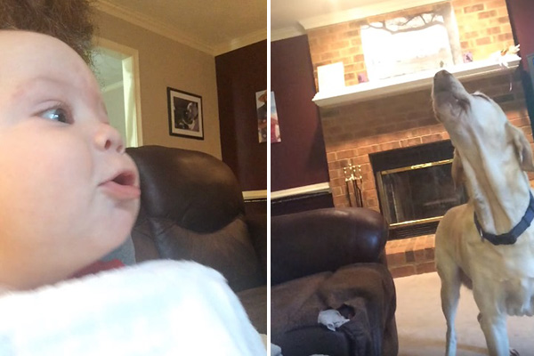 Bebê de cinco meses entra em “competição de uivo” com cachorros da família em vídeo adorável