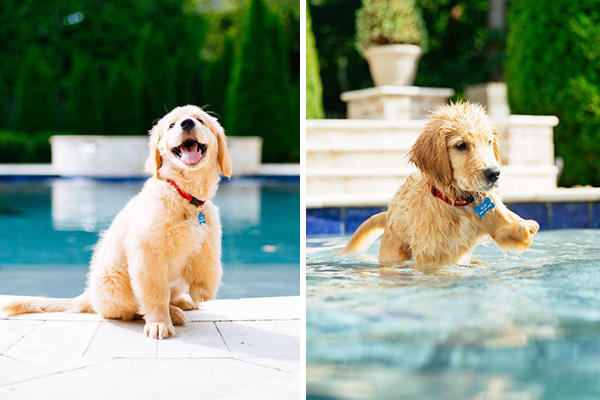 Este filhote de três patas está comovendo a internet e fazendo muito sucesso no Instagram