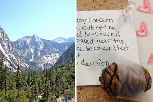 Arrependida, criança escreve mensagem de desculpas após retirar um pinho de Parque Nacional