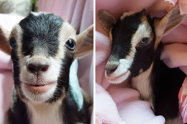 Cabrinha resgatada que sofre de ansiedade só consegue se acalmar ao vestir fantasia inusitada