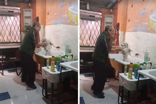 Dono de pet shop flagrado dançando com “cliente” conquista a web