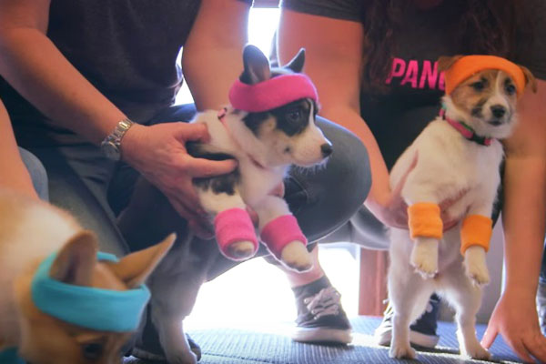 Vídeo de filhotinhos surpreendendo pessoas faz sucesso na internet por uma boa causa