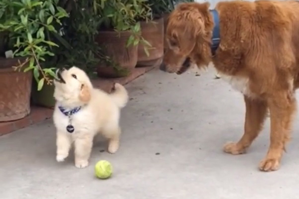 Filhote estabanado de golden retriever perde a concentração em vídeo adorável