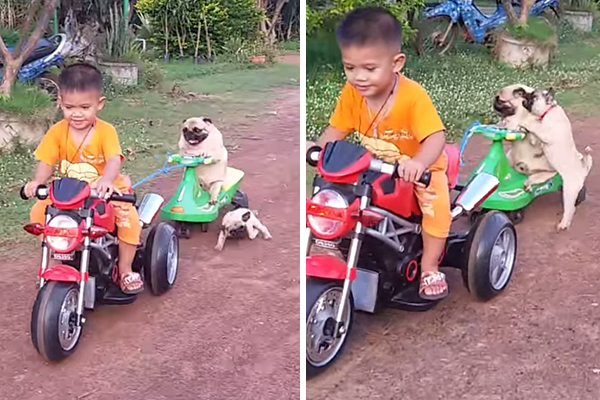 Filhote de pug tenta andar de bicicleta de todas as maneiras em vídeo adorável