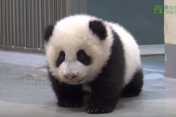 Filhote de panda dá seus primeiros passos em vídeo que fez sucesso na internet