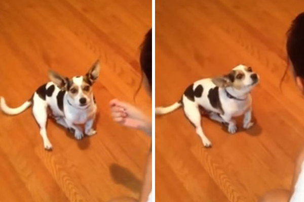 Cachorro com “crise de identidade” mia com a ajuda de sua dona e vídeo faz sucesso na internet