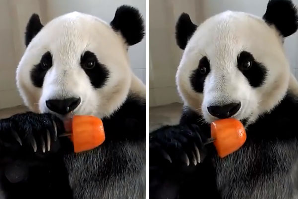 Em vídeo, urso panda comilão se refresca com a ajuda de um saboroso picolé de cenoura