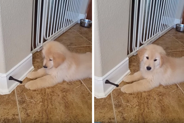 Filhote desconfiado de golden retriever “enfrenta” amortecedor de porta em vídeo fofíssimo