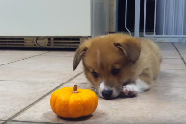 Este cachorrinho não sabe lidar com uma mini-abóbora em vídeo adorável