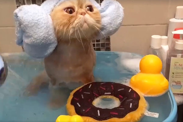 Este vídeo de um gatinho tenho um “dia de beleza” vai te motivar a aproveitar a hora do banho