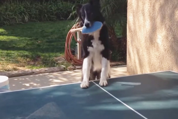 Gêmeas fofas dançam enquanto sua mãe canta em vídeo viral