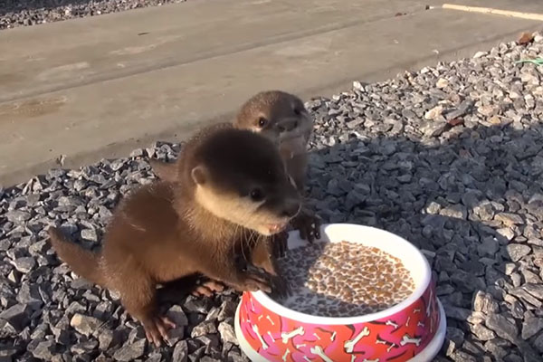 Estas barulhentas lontrinhas não poderiam estar mais felizes com a hora da refeição