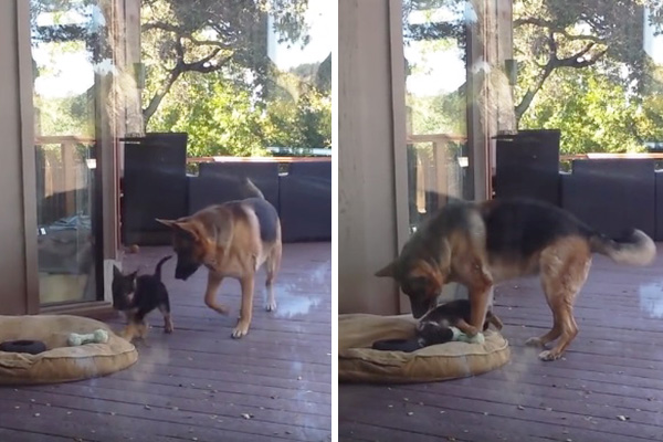Como uma boa mãe, cachorra perde a paciência e resolve colocar filhote pestinha para dormir