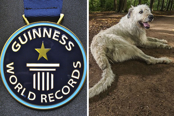 Conheça Keon, o cachorro dono do “maior rabo do mundo” de acordo com o Livro Guinness de Recordes