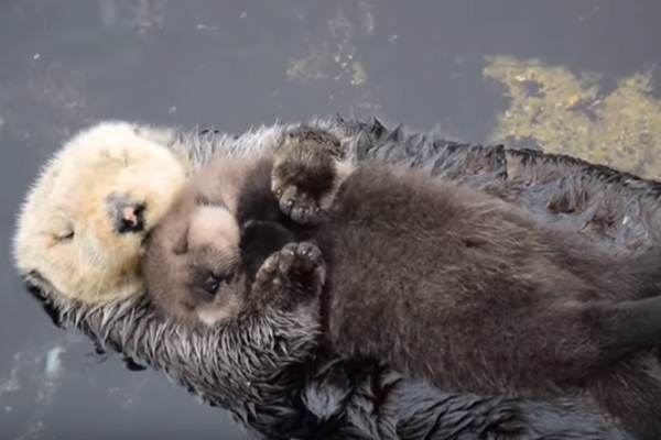 Filhote de lontra com apenas um dia de vida tira cochilo gostoso na barriga da mãe