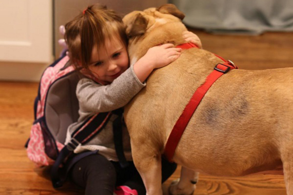 Vídeo registra evolução da fofa amizade entre uma garotinha de 2 anos e a buldogue da família