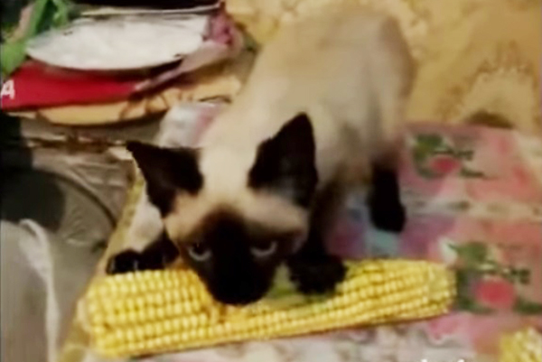 Gatinho louco por milho faz barulho divertidíssimo ao comer seu alimento favorito