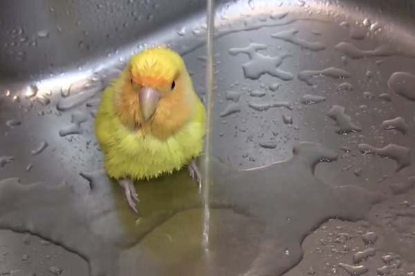 Passarinho amarelo adora tomar banho em vídeo