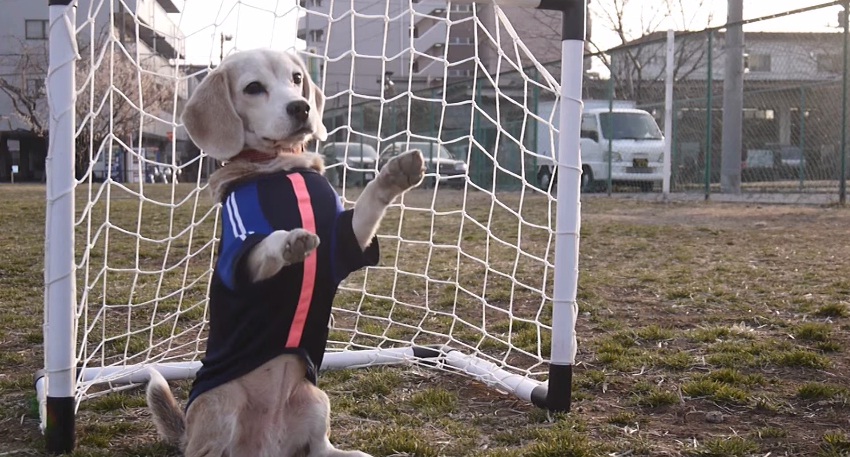 Em clima de Copa do Mundo: cachorro faz gols mais legítimos que os do Maradona