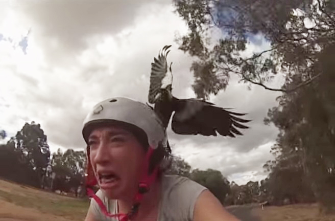 Ciclista fica apavorada ao ser atacada por uma ave e suas reações são engraçadíssimas; assista