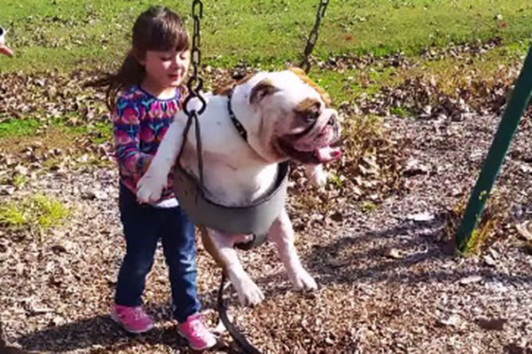 Este vídeo de uma garotinha balançado seu buldogue de estimação é pura fofura
