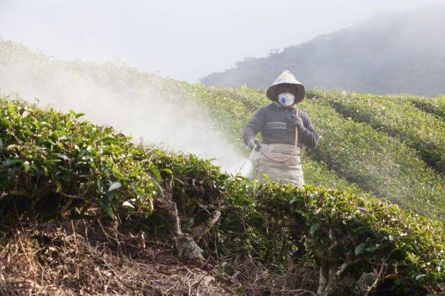 A workers sprays pesticides at the Boh Tea Plantation in the Cameron Highlands