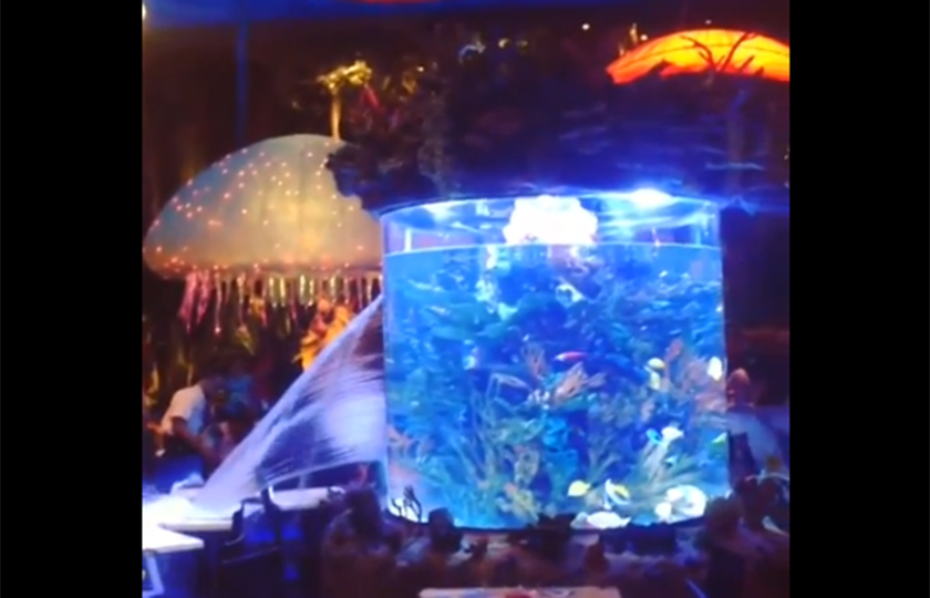 aquariodisney