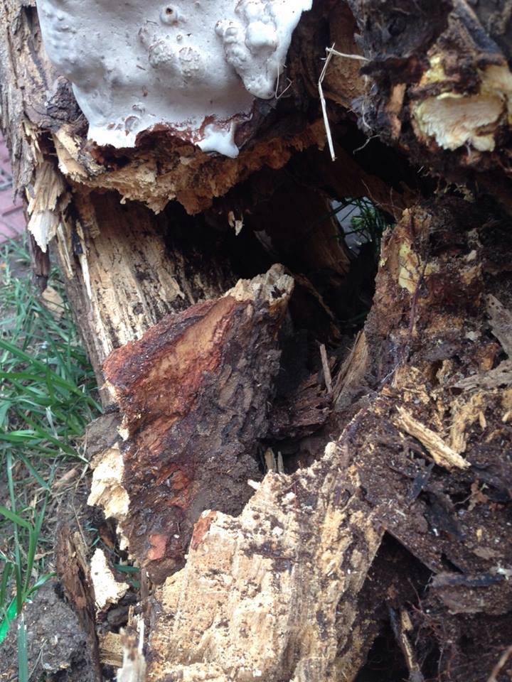 &aacute;rvore com cupins