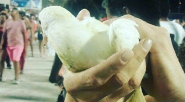 Após morte de animais em ensaio, escola de samba desiste de soltar pombos em seu desfile oficial