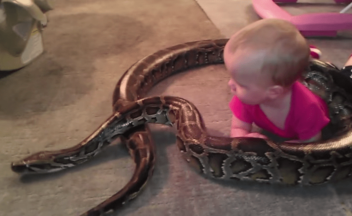 Bebê brinca com cobra de 4 metros de comprimento em vídeo impressionante que viralizou na internet; assista
