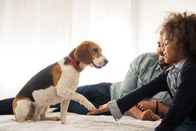 O beagle é perfeito para os virginianos