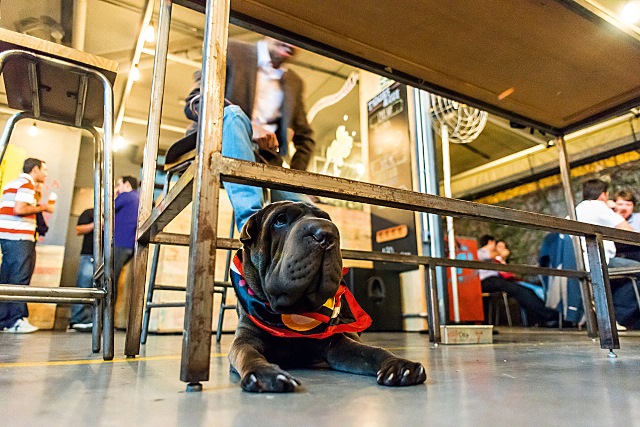 ‘Guia Pet Friendly’ traz quarenta endereços que aceitam cães na capital