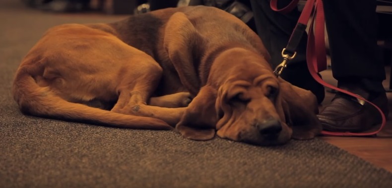 Morre Bruno, o cão policial homenageado na Câmara