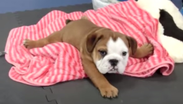 Buldogue que não conseguia andar passa por reabilitação. Confira a recuperação em vídeo